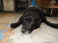 見つめるセブンちゃん