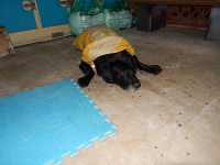 レインコート姿のセブンちゃん