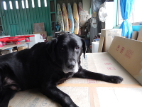 仕事モードのセブンちゃん