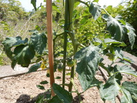 野菜の栽培（トマト）
