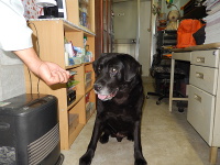 おやつを見つめるセブンちゃん