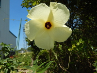 野菜の栽培（花オクラ）