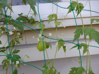 グリーンカーテン（風船カズラ）