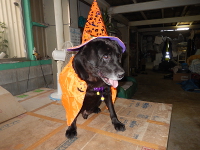 仮装したセブンちゃん